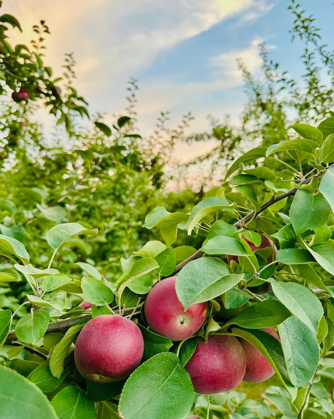 Treworgy - Come on out for Maine Apple Sunday this weekend 🍎 and get ...
