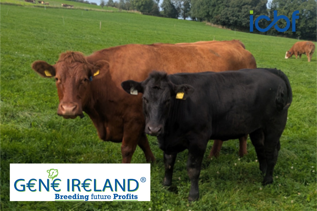 ICBF - Brendan Murray is farming with his wife and children in ...