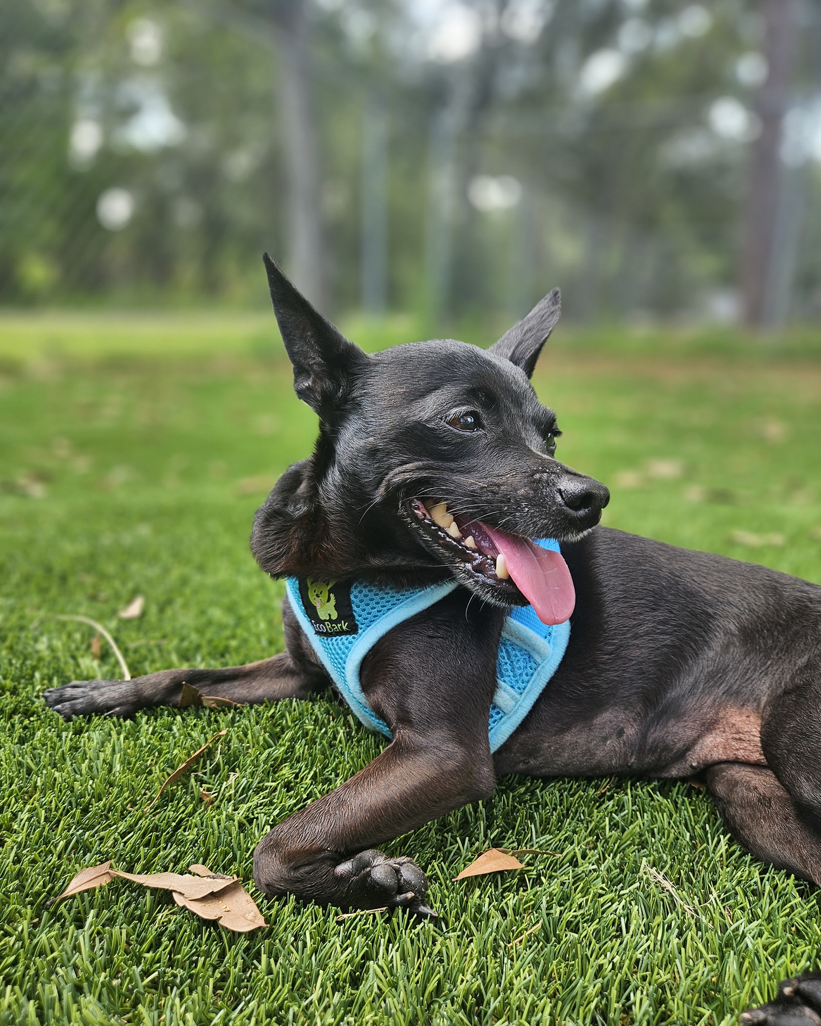 C.A.R.E. Animal Shelter (Critter Adoption & Rescue Effort, Inc.) added ...