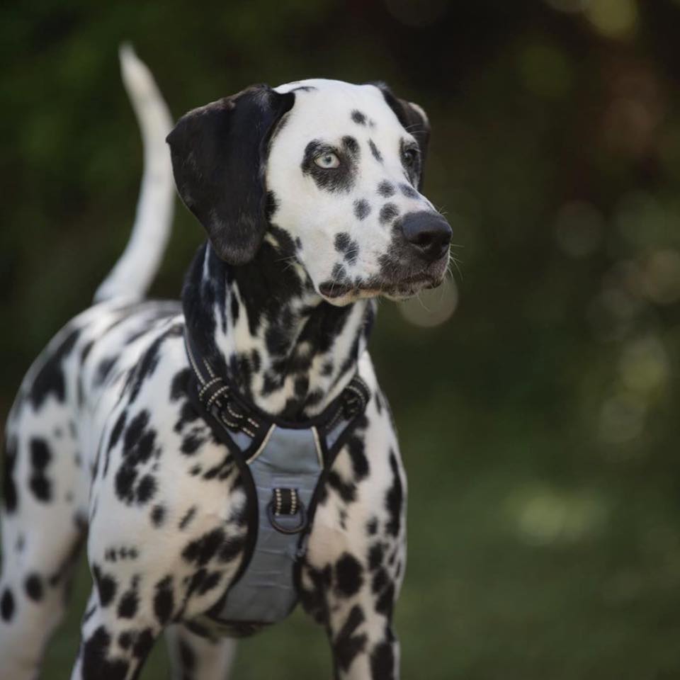 GeoPaws