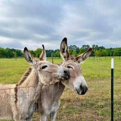 Hidden River Farms, LLC | Angier NC