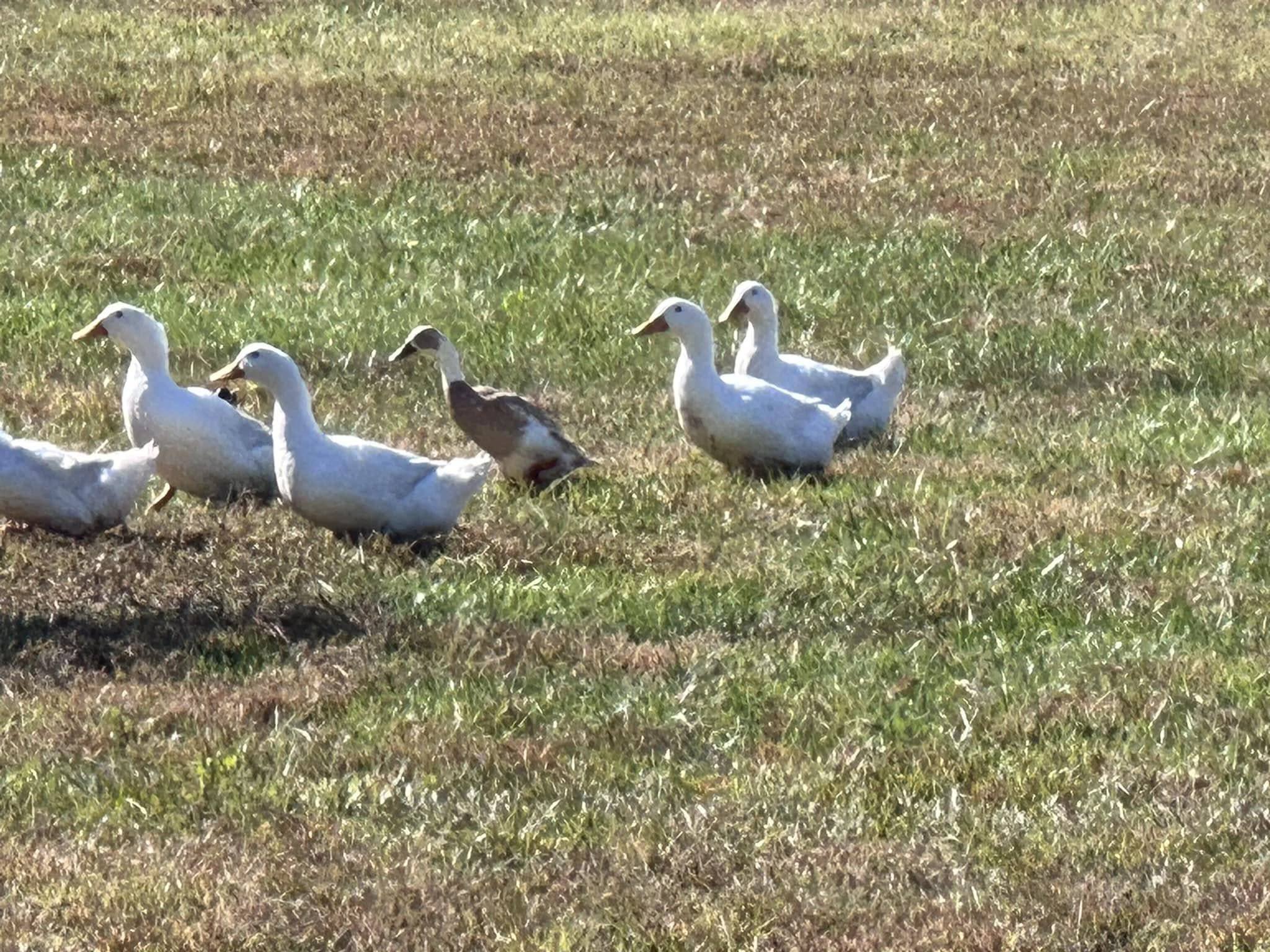 Hidden River Farms, LLC | Angier NC
