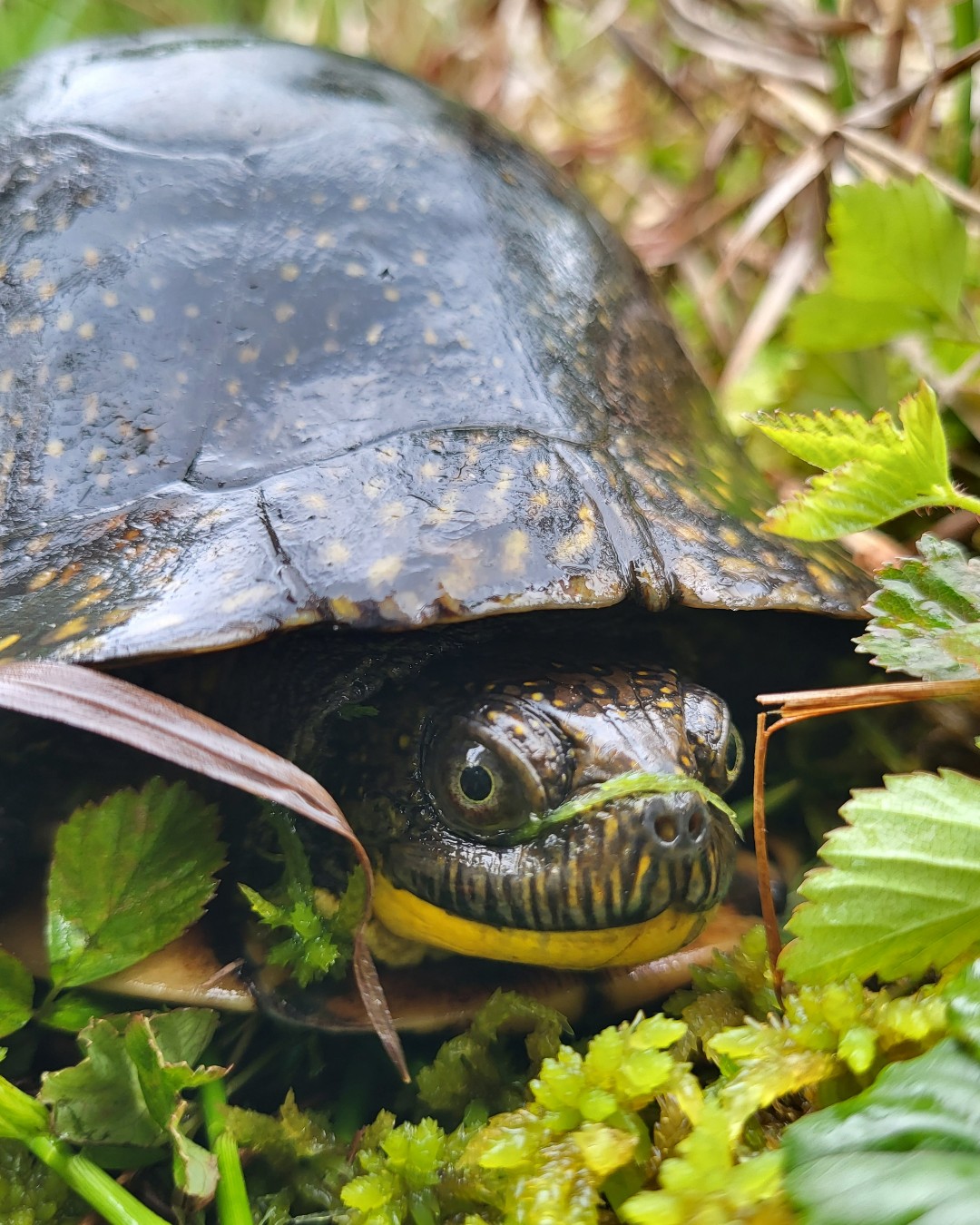 Wisconsin - Blanding’s turtles are one of Wisconsin’s 11 turtle species ...