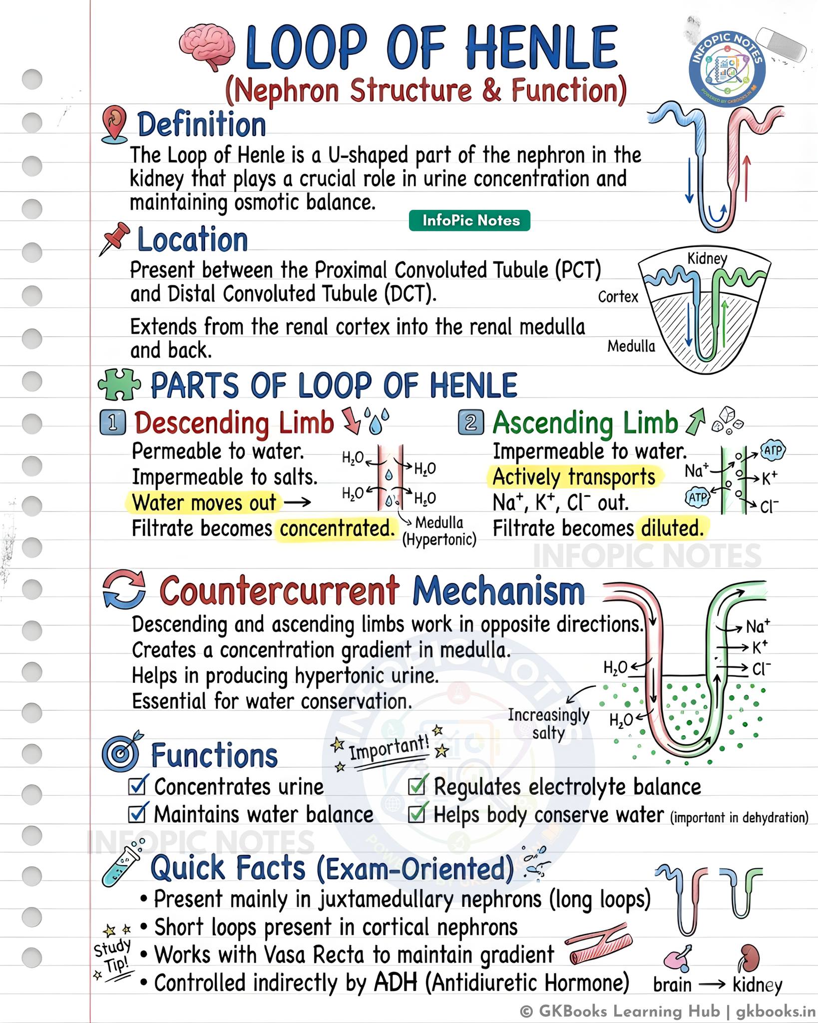 InfoPic - Loop of Henle — Urine Concentration Mechanism The Loop of ...