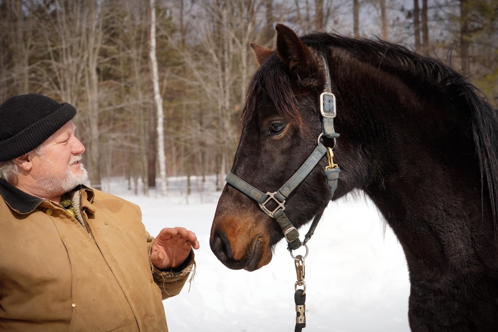 First Farms Canadian Horses / Les Premières Fermes Chevaux Canadiens ...