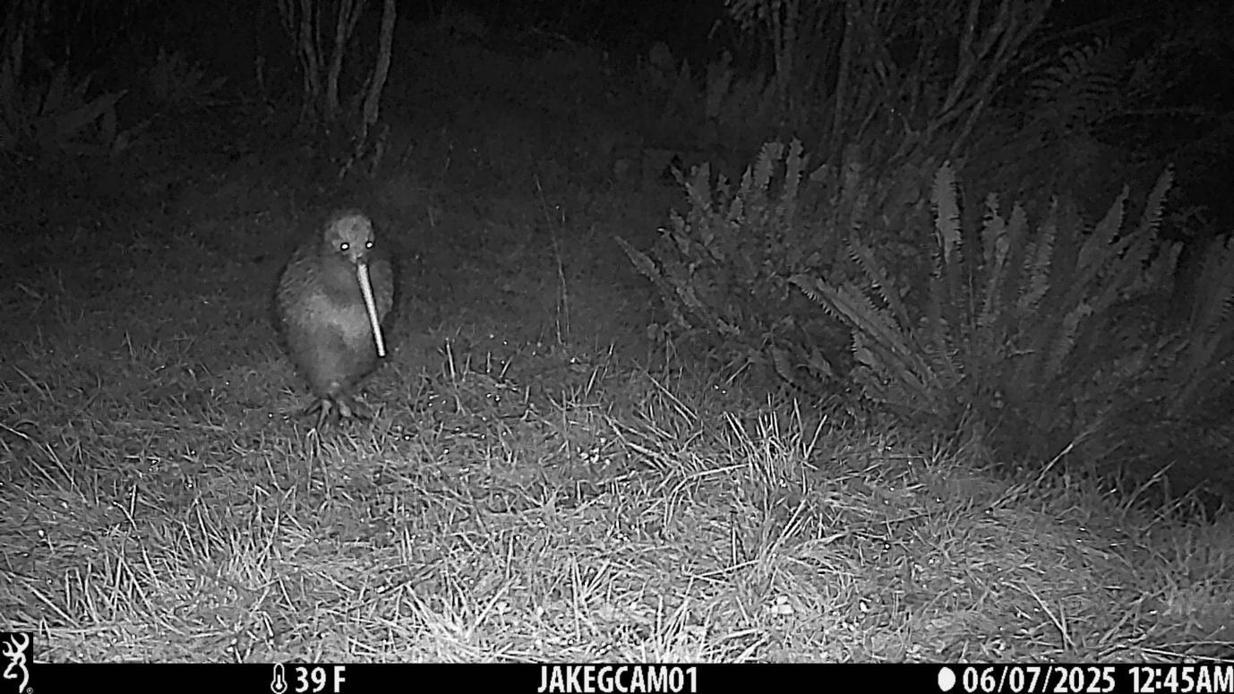 Native - 🌿🐤 Patui: A Conservation Success Story in the Making 🐤🌿 Patui ...
