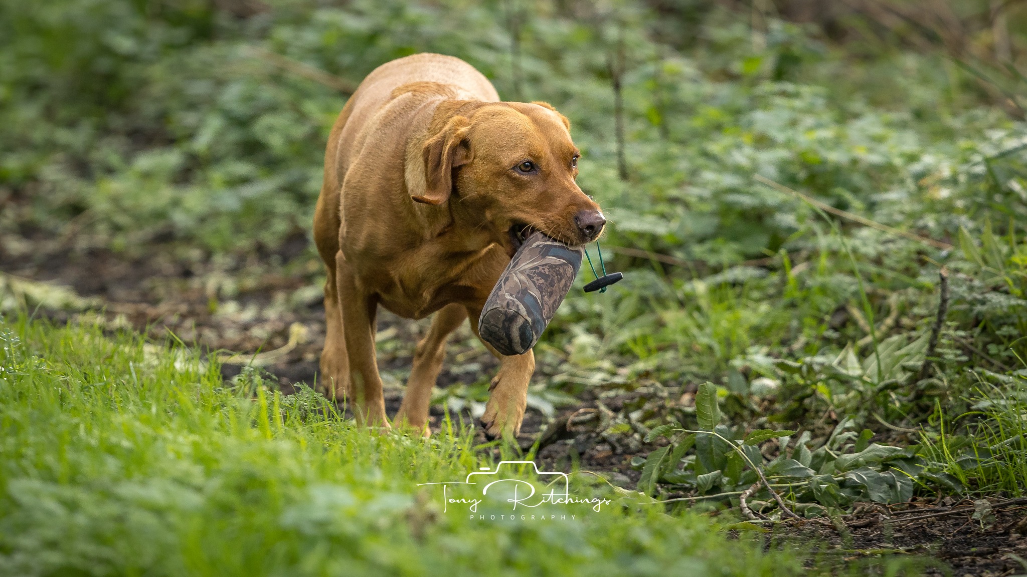 Working and Sport Dogs, Training UK | Facebook