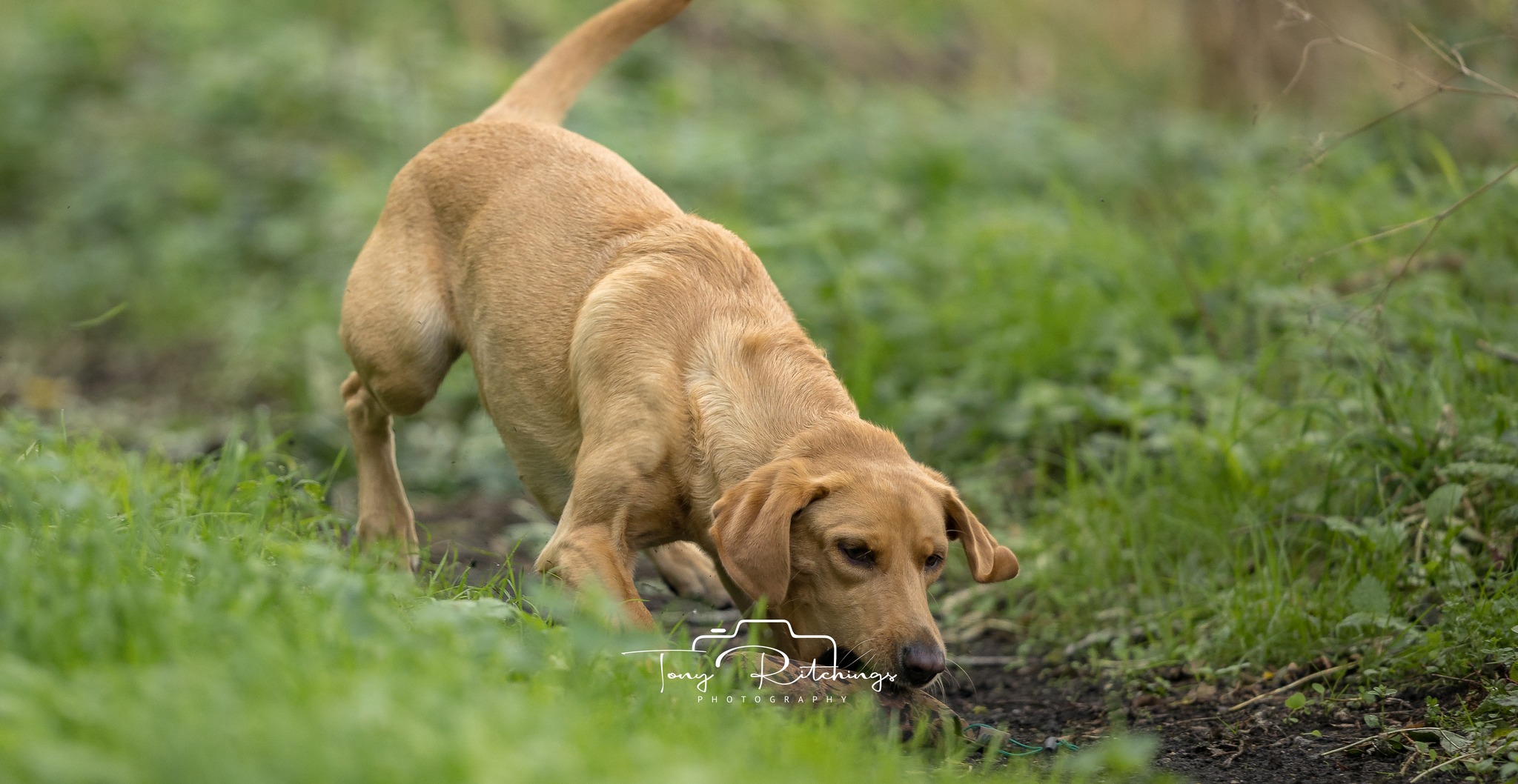 Working and Sport Dogs, Training UK | Facebook