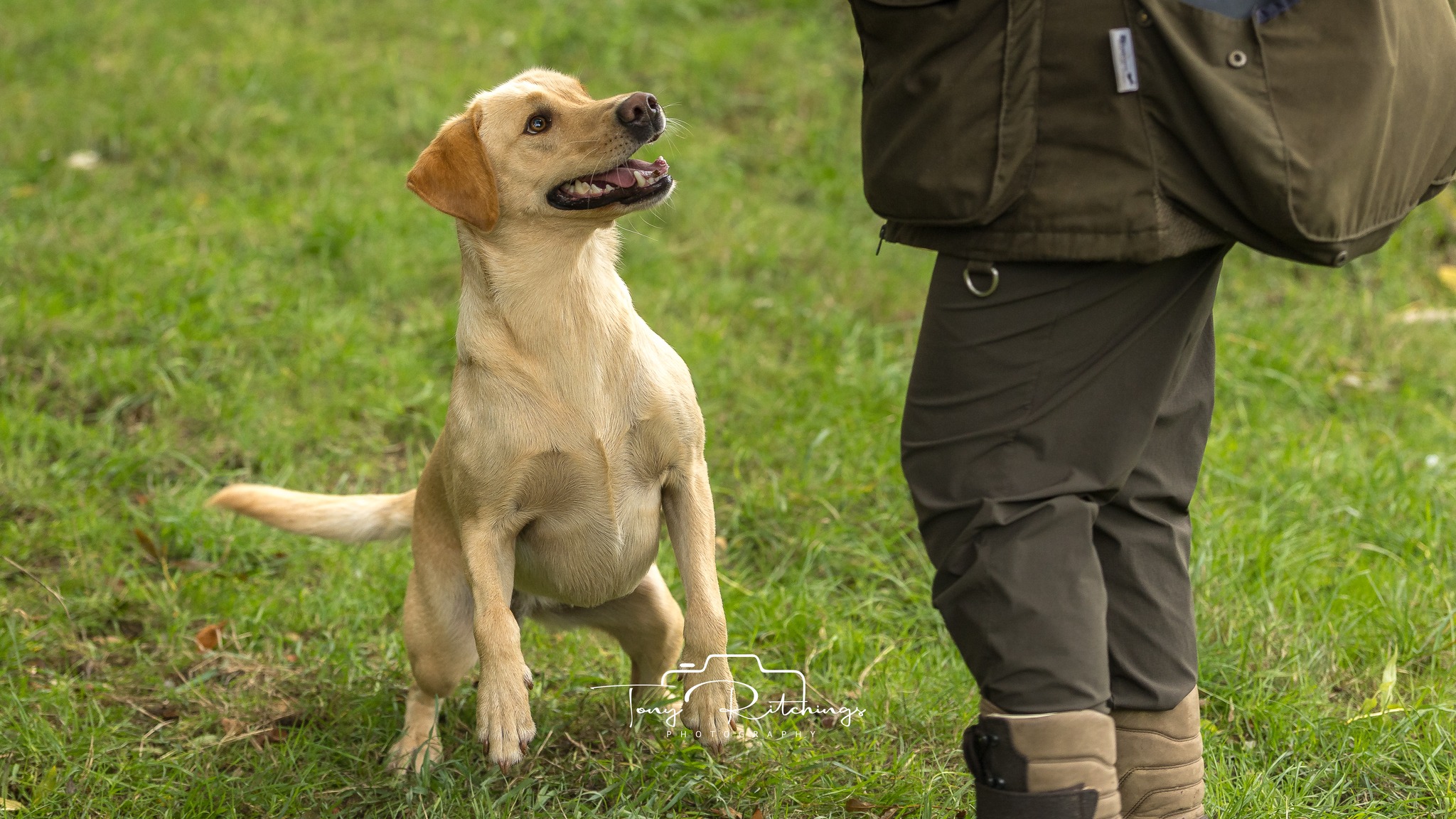Working and Sport Dogs, Training UK | Facebook
