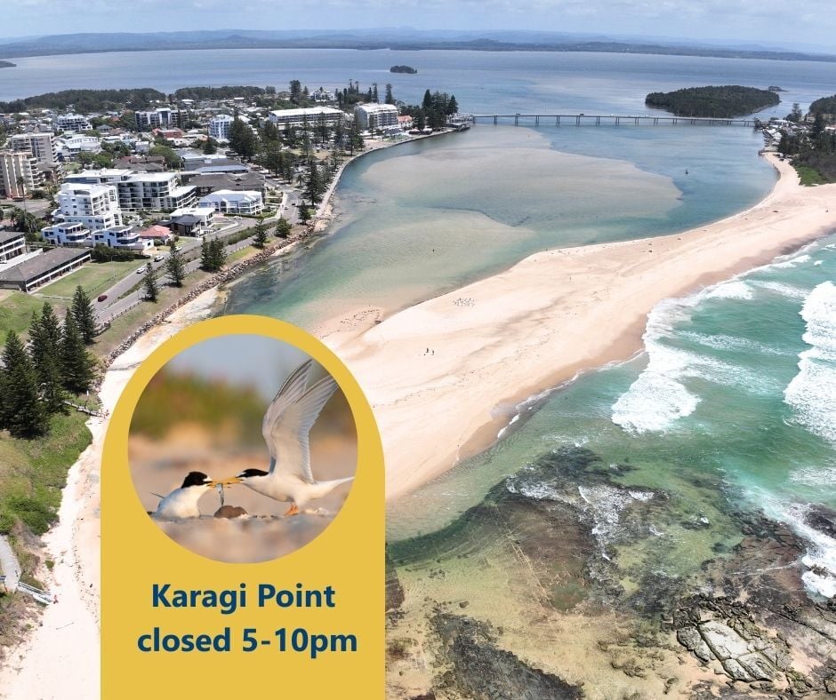 🎄 Help protect the Little Terns if... - Central Coast Council | Facebook
