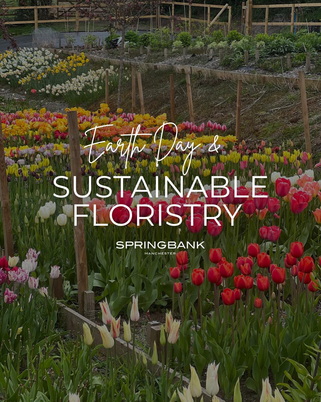 Springbank | Macclesfield