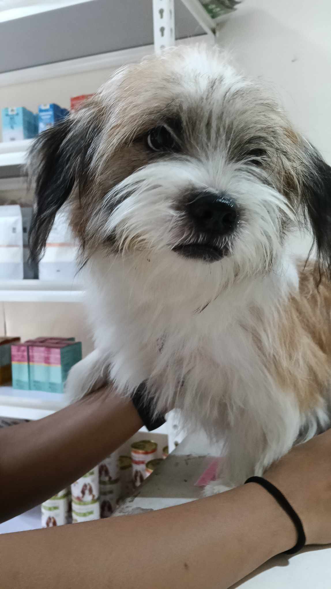 Photo inspiration: Fresh Look at Wizard Of Paws Veterinary Clinic And Grooming Center Tuguegarao Main
