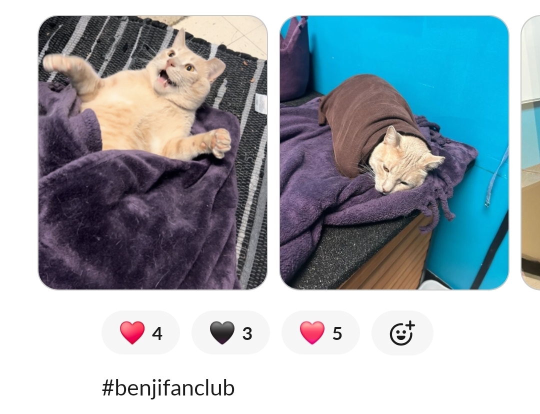 What's the group chat... - Humane Society of Scott County | Facebook