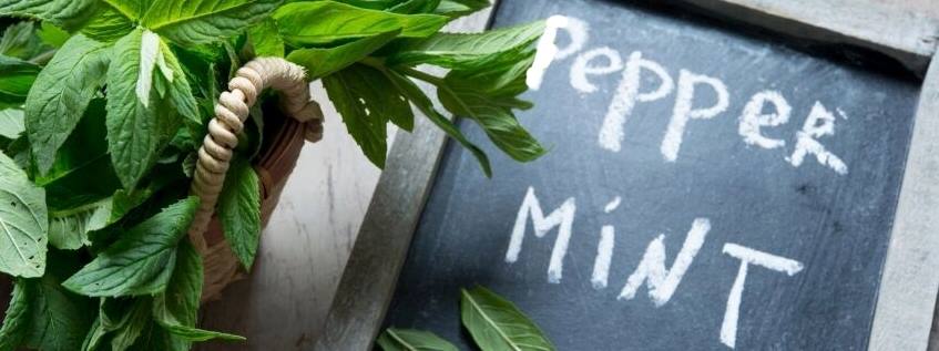 Peppermint Learning | Cheltenham
