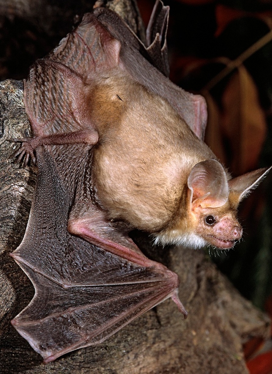 Sacramento - The Pallid Bat, Antrozous pallidus, is California’s ...