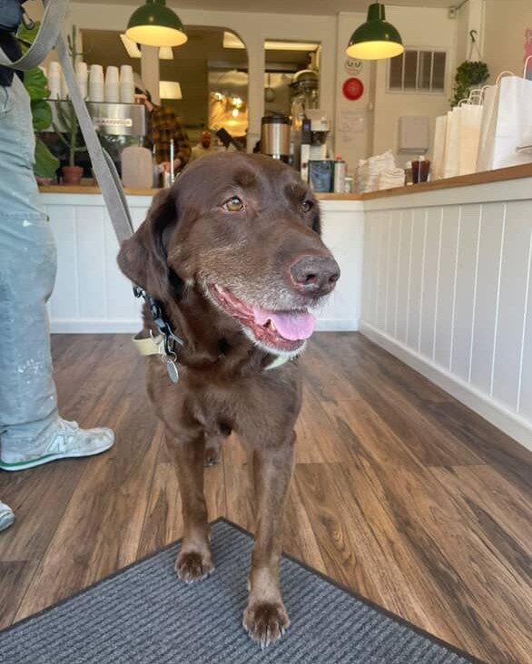 💎 Meet Jade: 9 years... - Brookline Labrador Retriever Rescue | Facebook