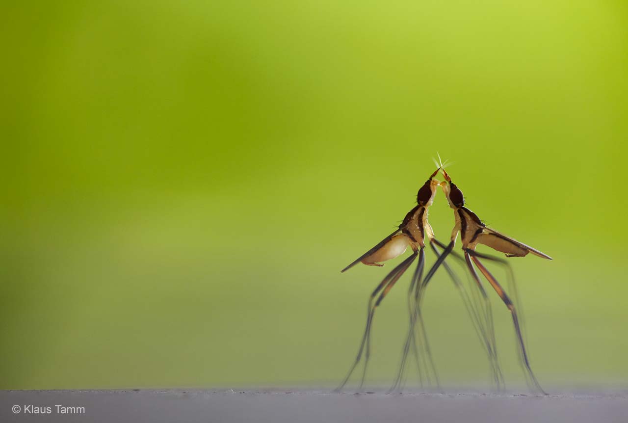 Wildlife - Flies demonstrating a combat dance! 🥊🕺 A scattering of gecko ...