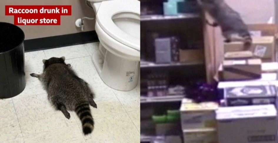 Joplin - Raccoon Breaks Into Liquor Store, Passes Out After Boozy ...