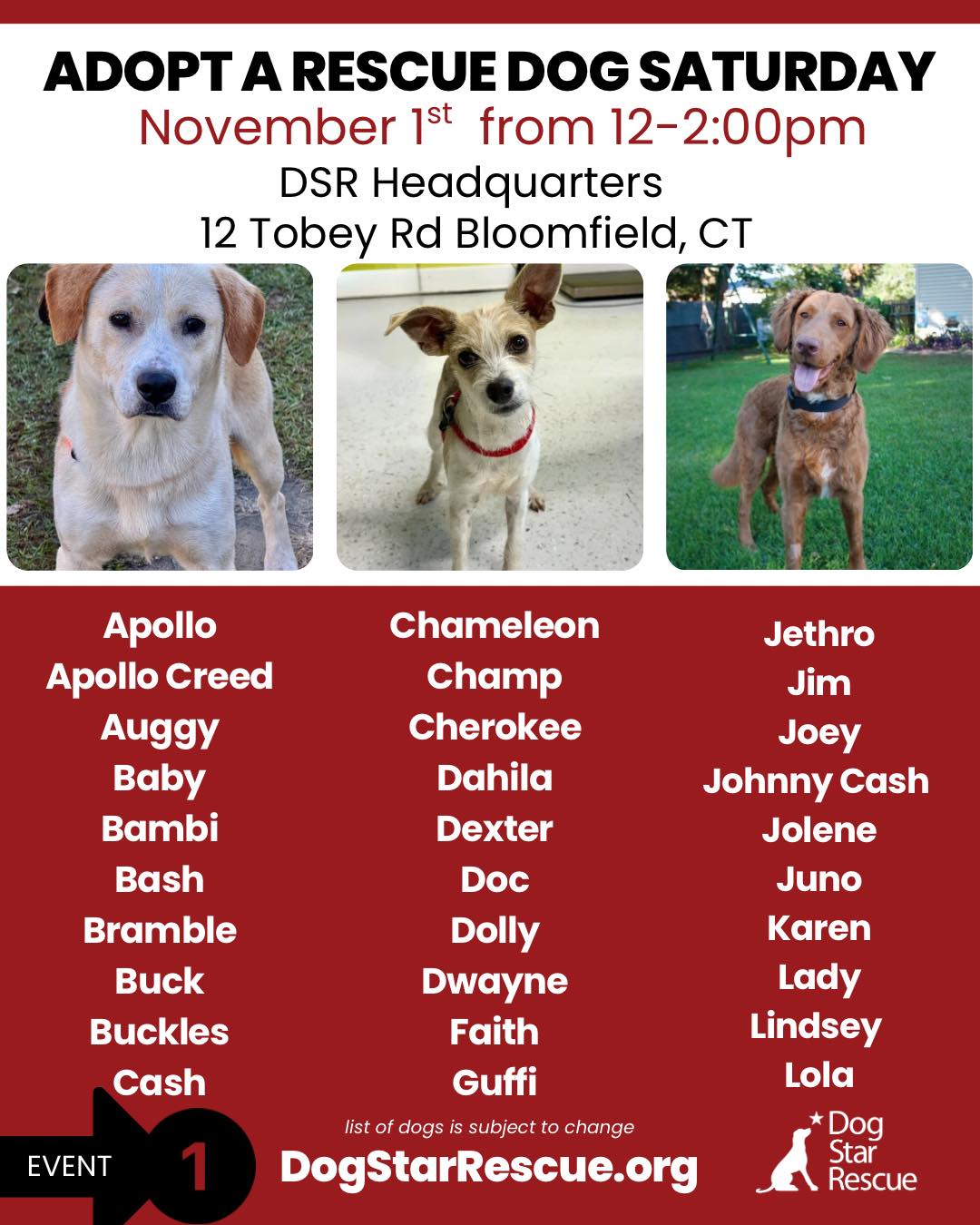 Dog Star Rescue - 🎃👻 DOUBLE THE SPOOKY, DOUBLE THE HAPPY... | Facebook