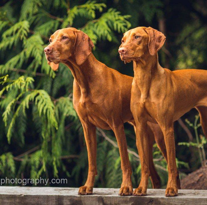 Vizsla Lovers on Reels