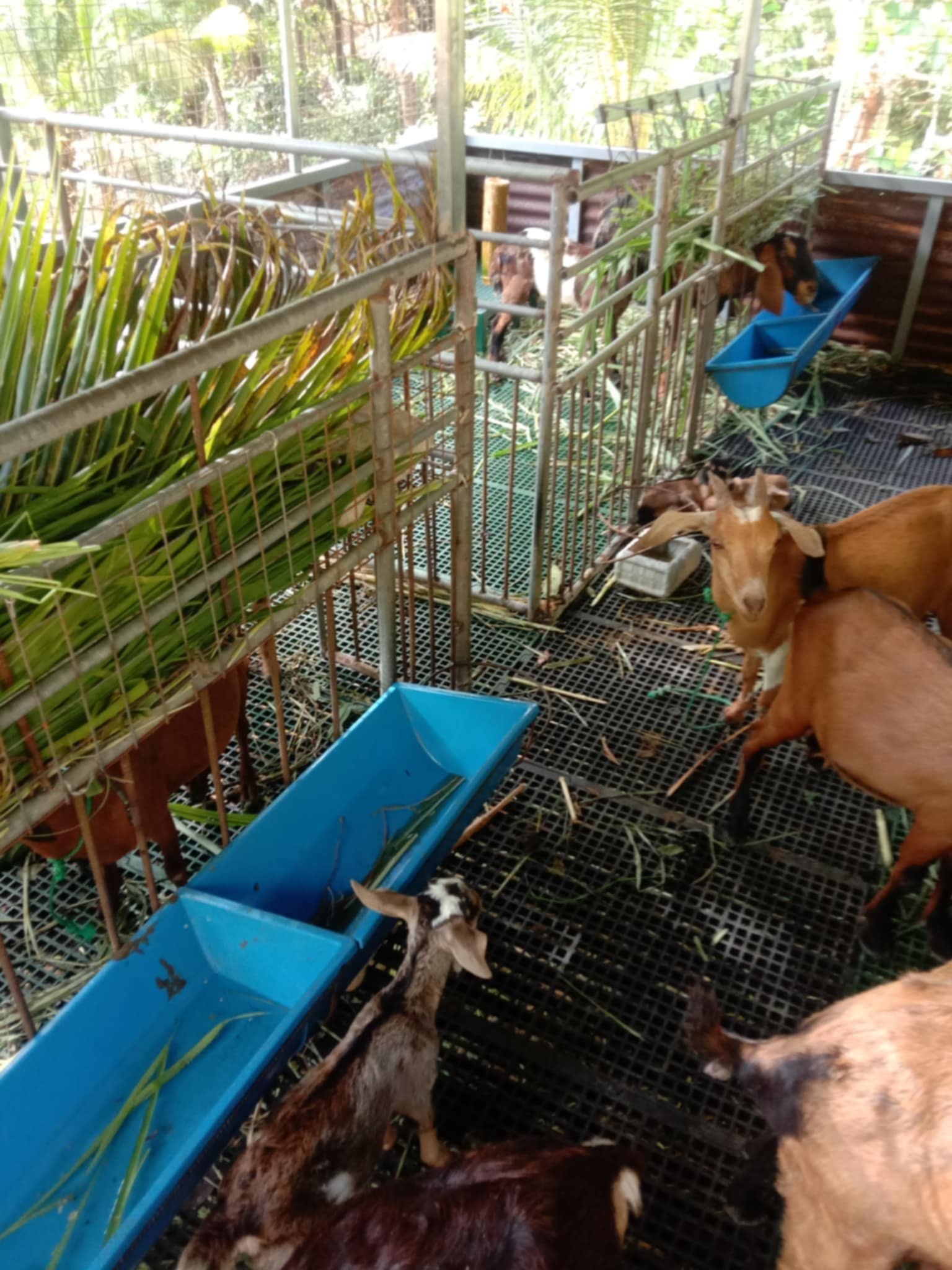 Balimbing Farm - Balimbing Farm added a new photo.