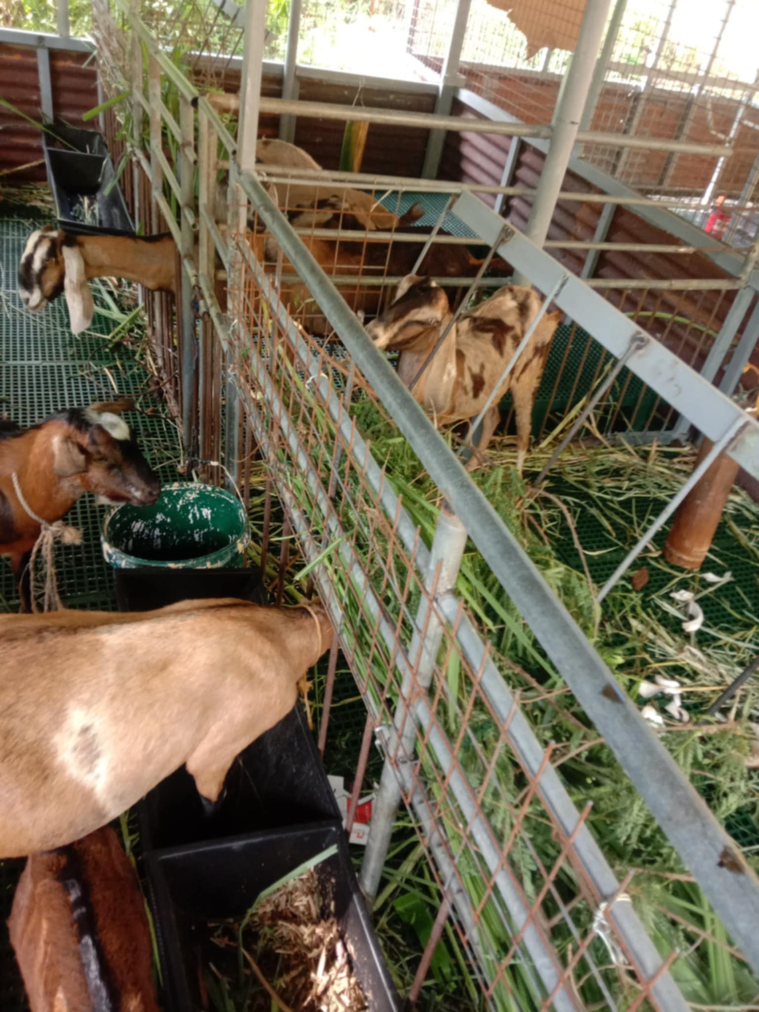 Balimbing Farm - Balimbing Farm added a new photo.