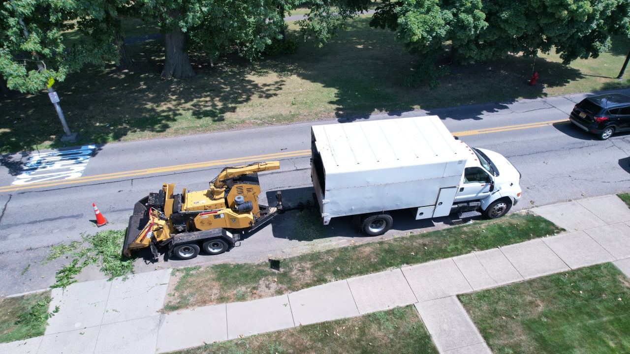 Tree Service Clarence NY | Clarence NY