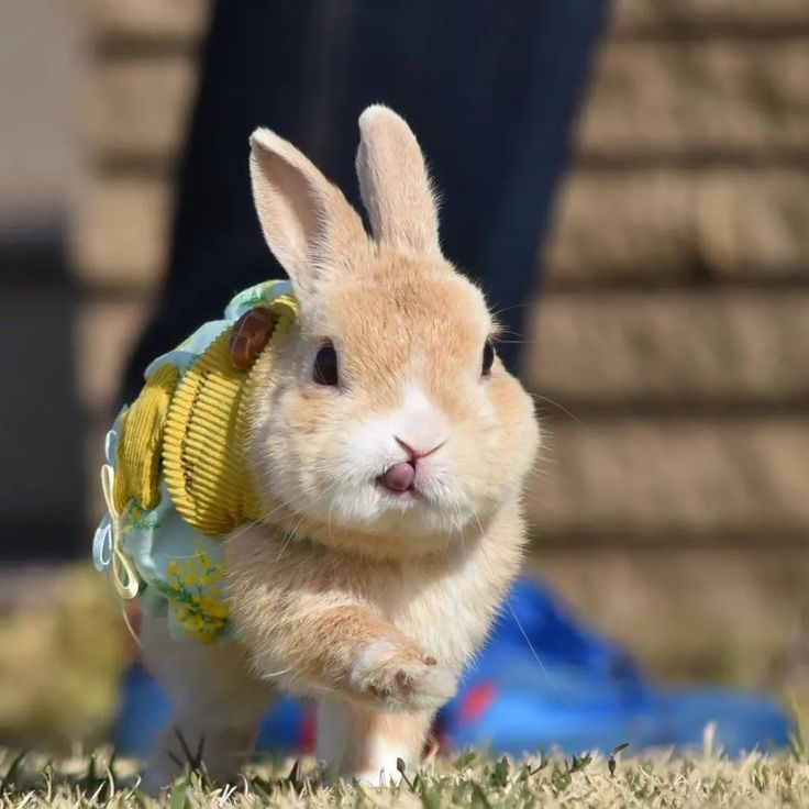 Rabbit Lover Community | Facebook