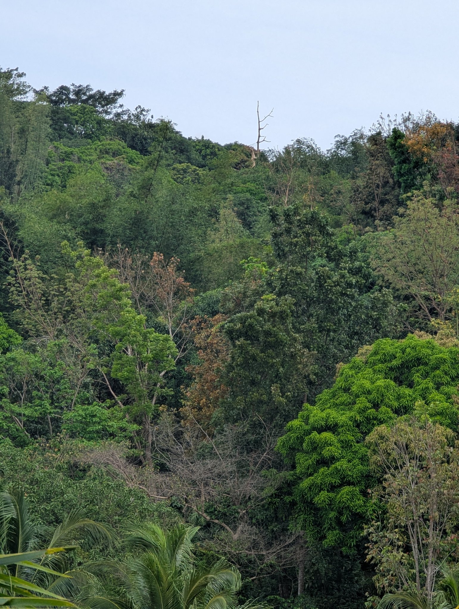 Balimbing Farm | Tanay