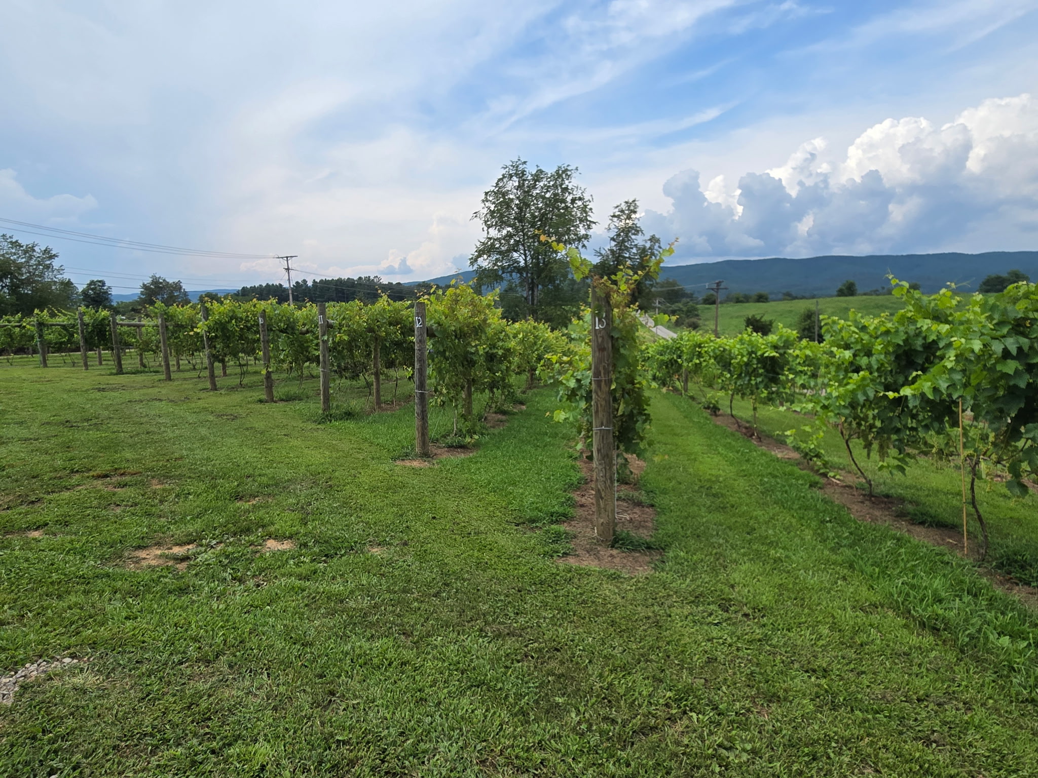 White Dog Winery | Blacksburg VA