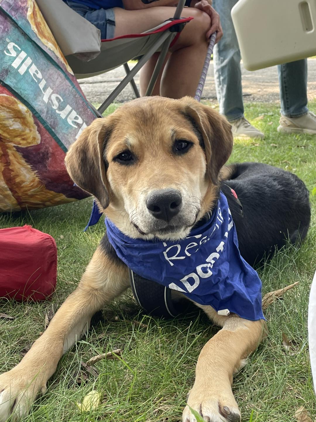 Rover Rescue of Illinois added... - Rover Rescue of Illinois