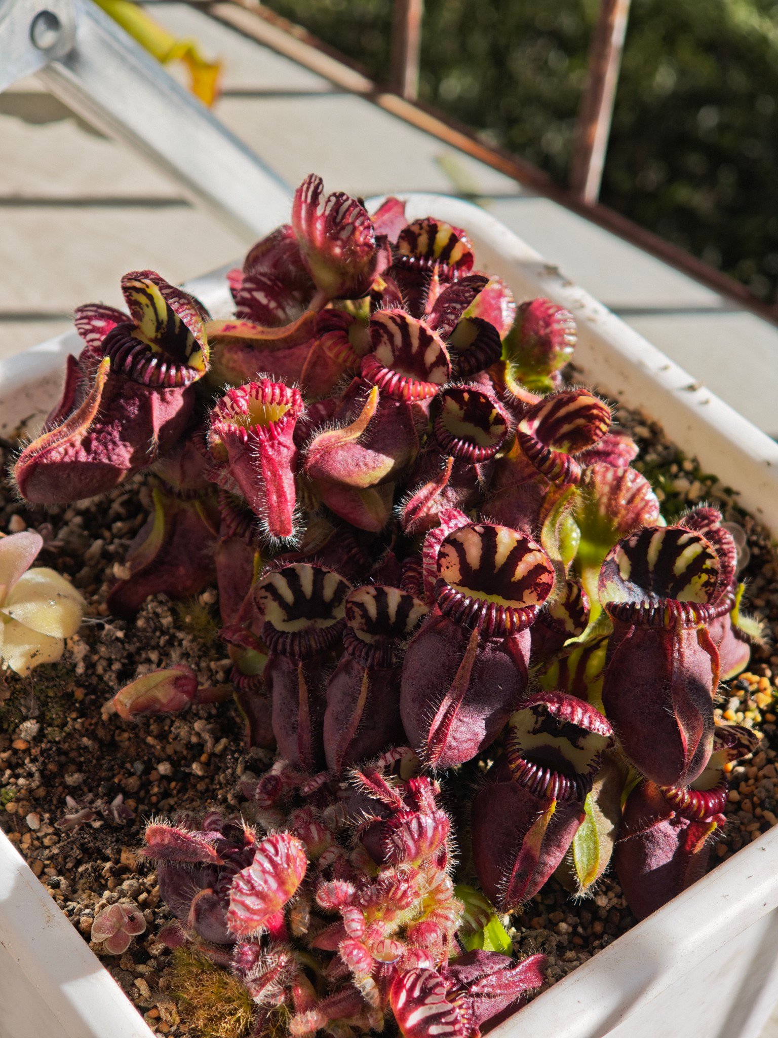 Cephalotus German giant x Czech giant