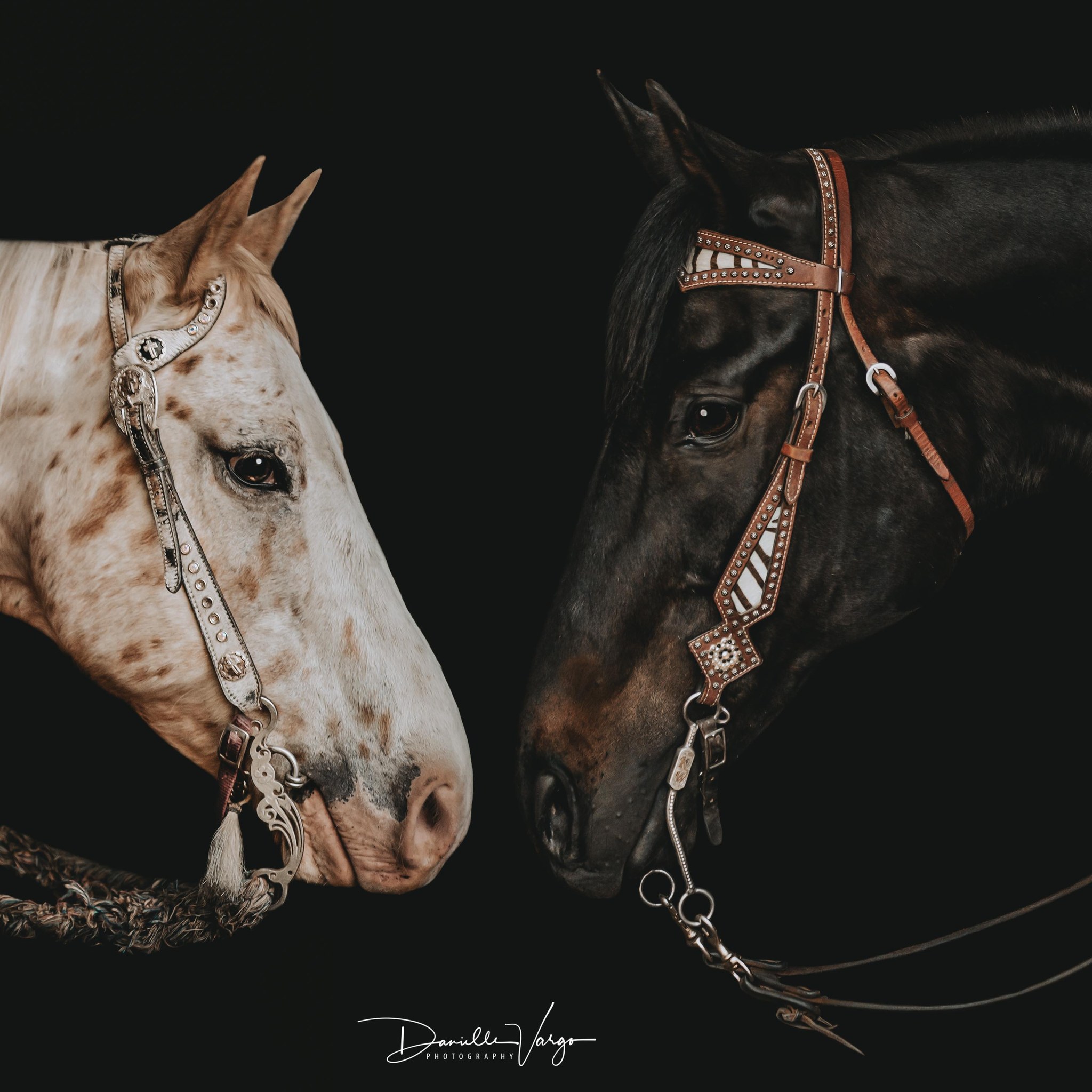 Reining & cow horse PROSPECTS & BROODMARES for sale | 🚨 Big lot of ...