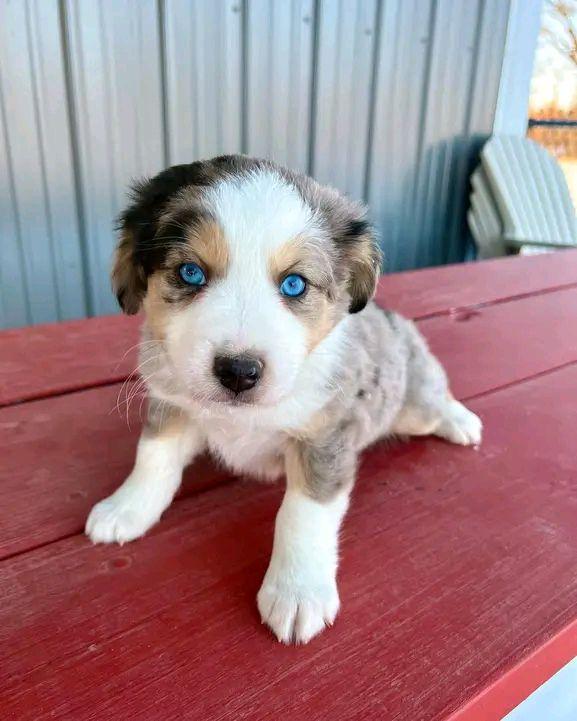 Mini And Toy Aussie Puppies Available For Adoption | Did y'all know ...
