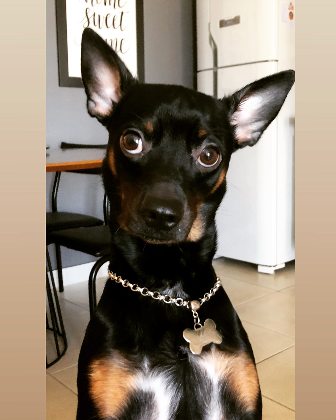 😂😂😅😅🐶👀🐾 #memes #humor #pet #pets #funny #clt | Milo Doguinho | Facebook