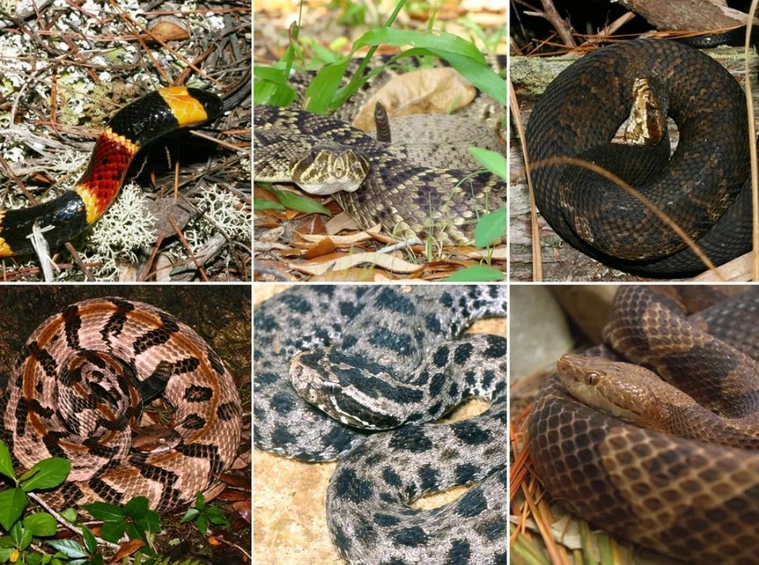 Snake Busters - Here are the 6 Species of Venomous Snakes... | Facebook