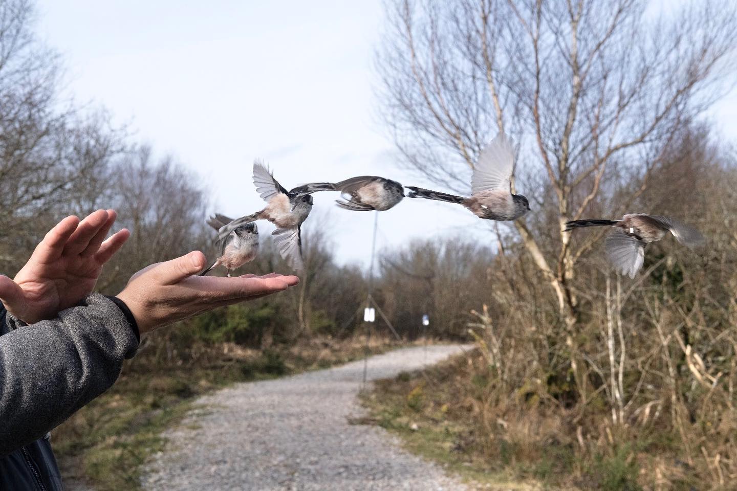 North Cornwall Bird Ringing Group | Bodmin