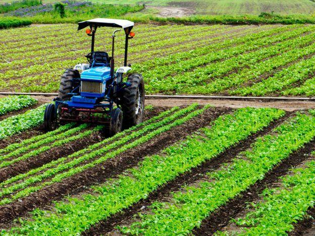 MAIZE FARMING IN ZAMBIA | Boost Your Garden Yield: What to Add to the ...