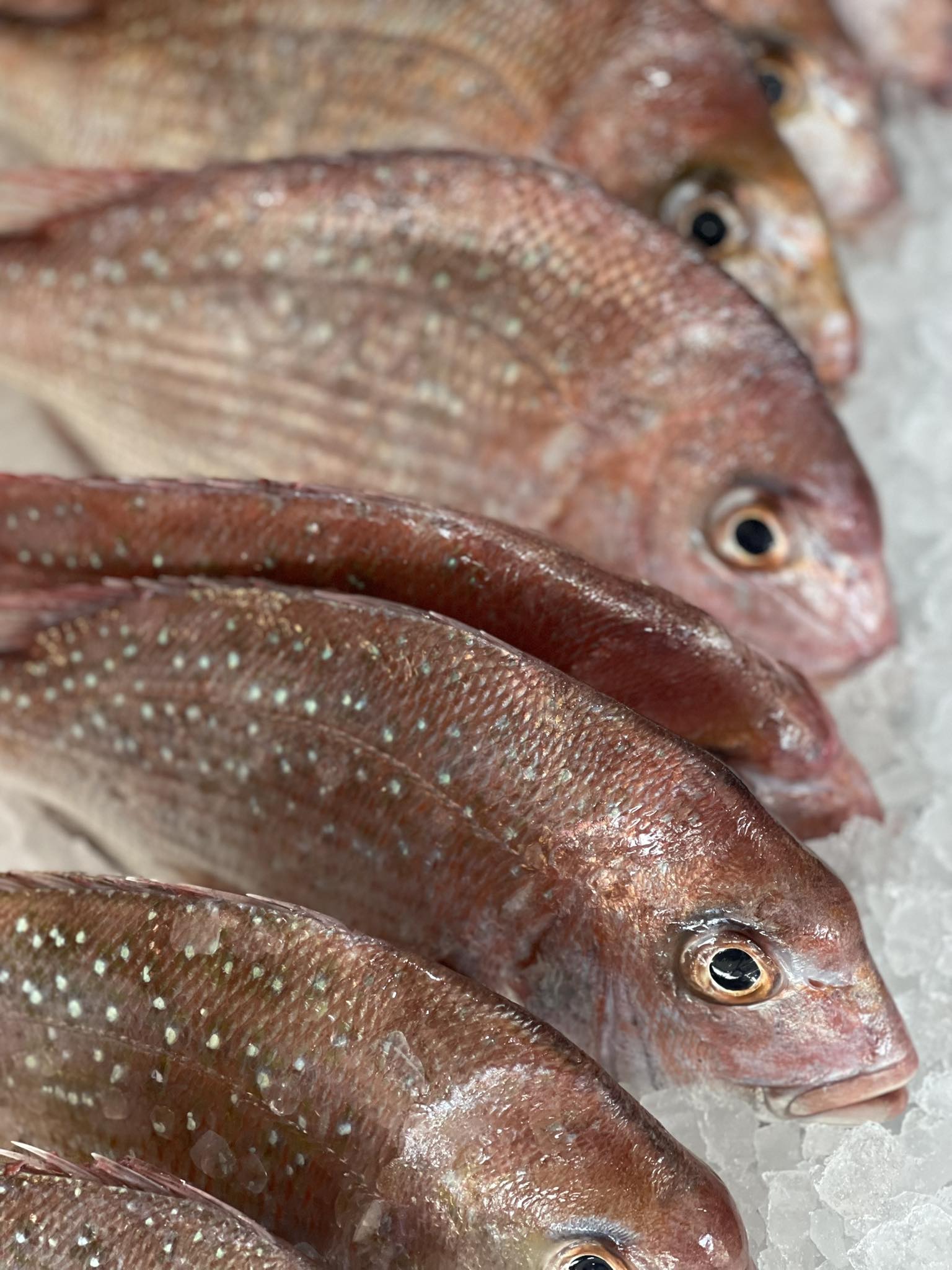 Coral Reef Seafoods | Wyoming NSW