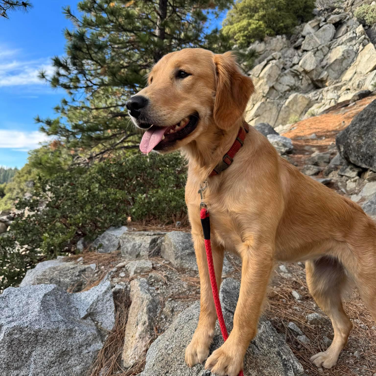 Apparently Honey’s bad behavior is all moms fault! #goldenretriever # ...