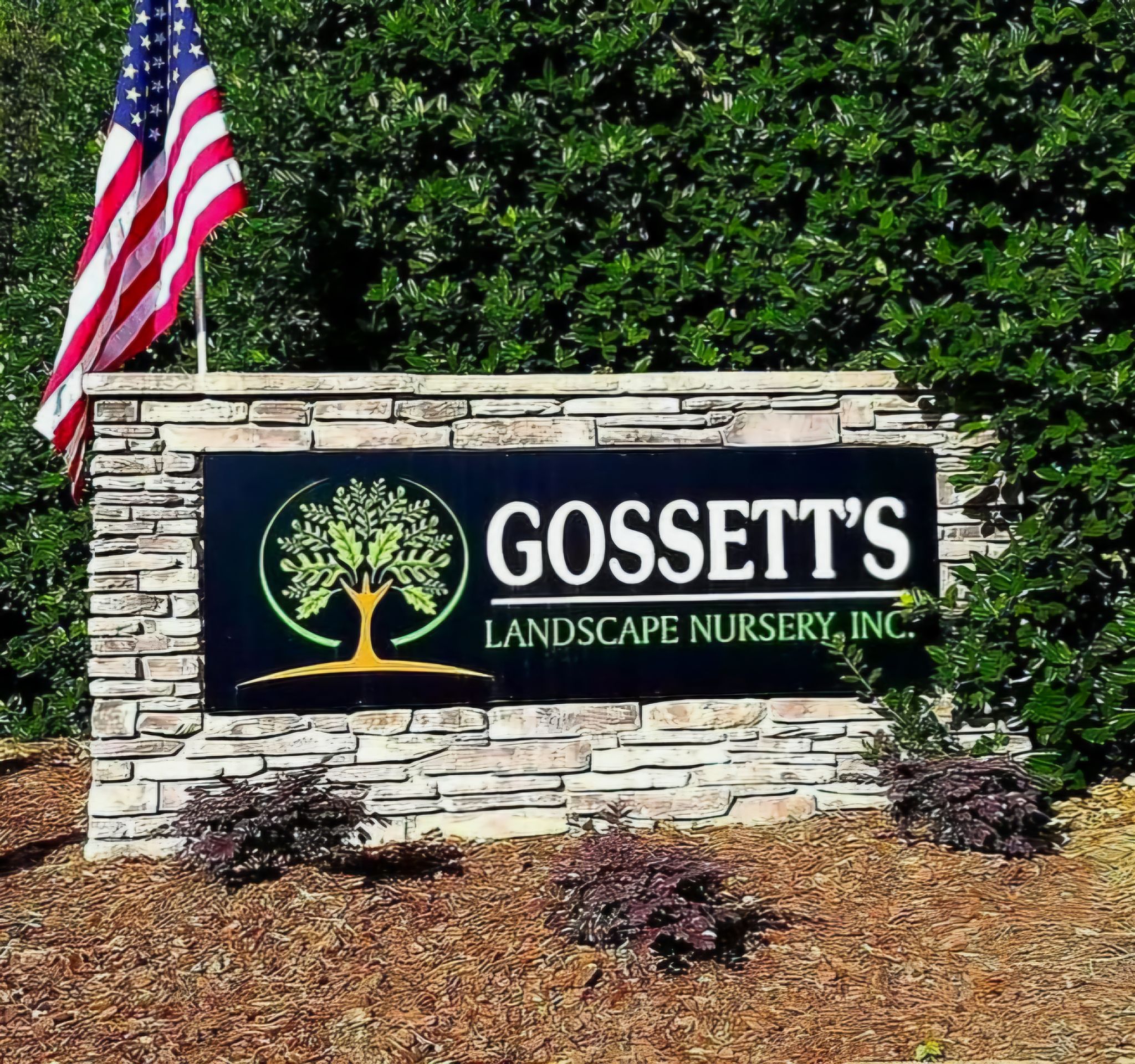 NEED PRIVACY FAST? 🌲 Meet the Arborvitae Green Giant — one of the best ...
