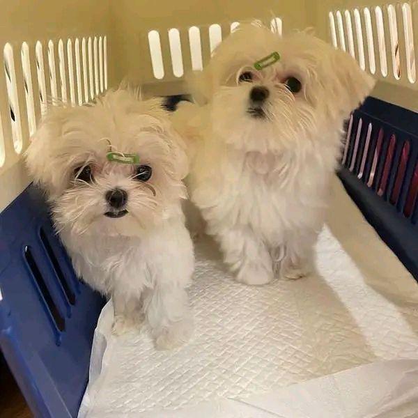 free-dogs-and-puppies-for-adoption-and-rehoming-near-me-under-400