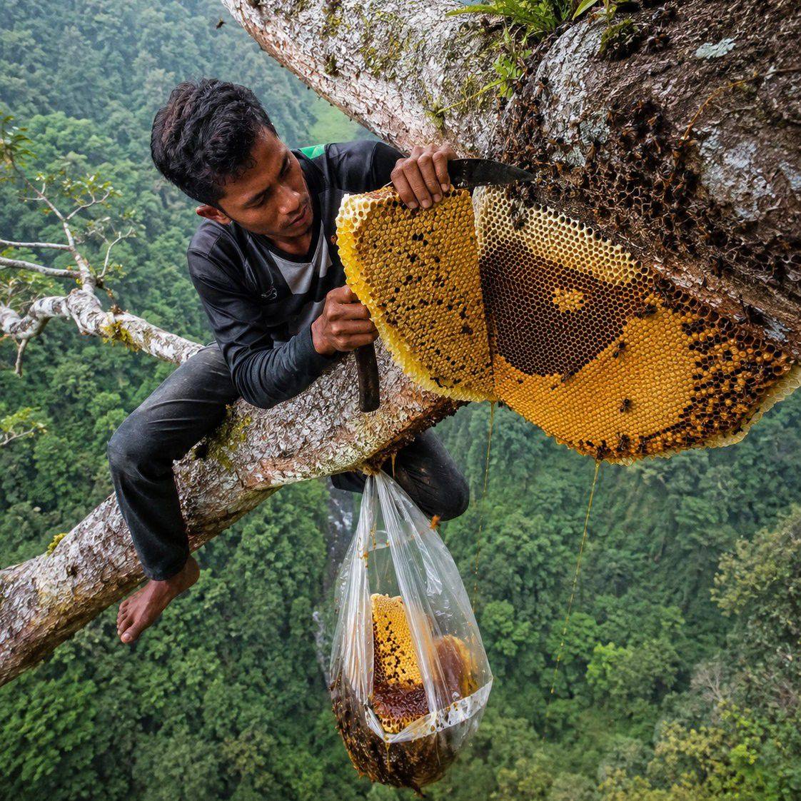 😱🌳 The Ancient Branch Split Under Him! #WildHoney #NearFall # ...