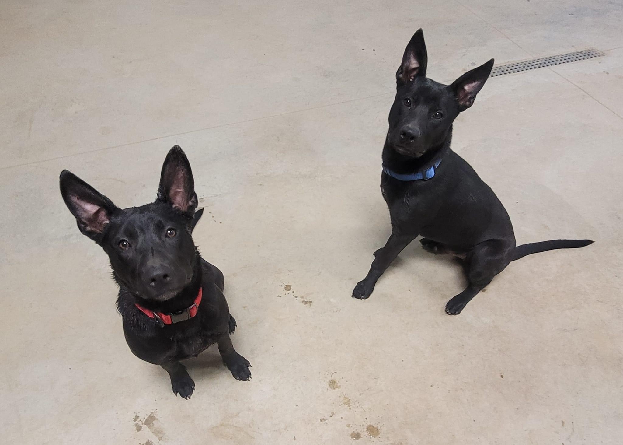 Happy Tails Animal Rescue 3.0 | Terre Haute IN