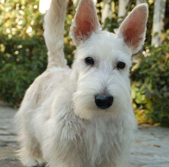 Looking for a loyal companion? 🖤🐾 | Scottish Terriers For Adoption ...