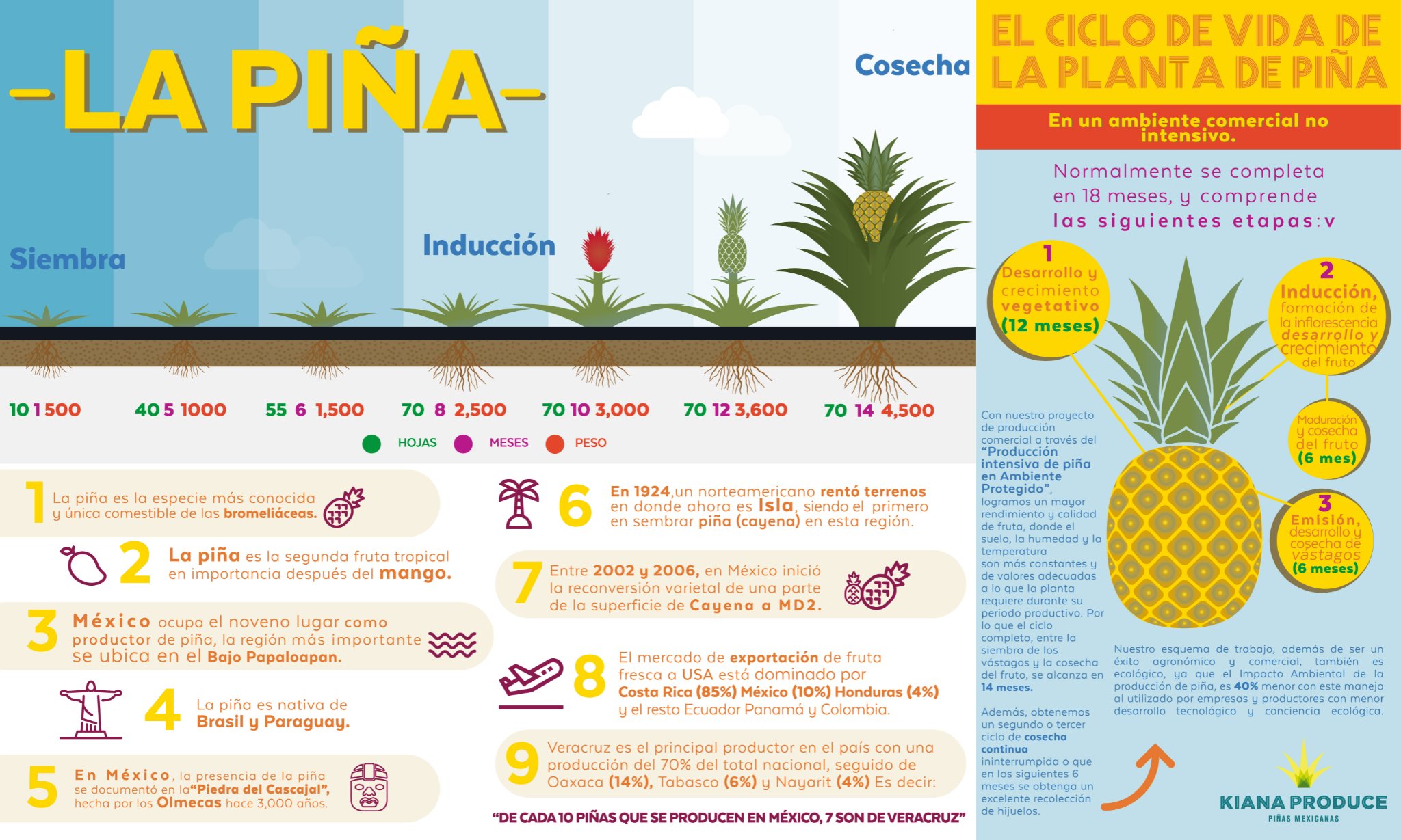 Kiana Produce - Te invitamos a conocer esta infografía que...