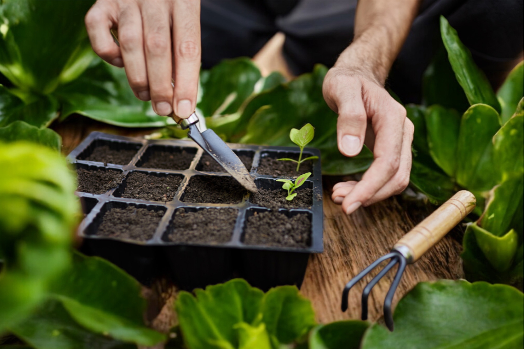 Raise a potted mountain tortoise and watch it grow from a tiny 