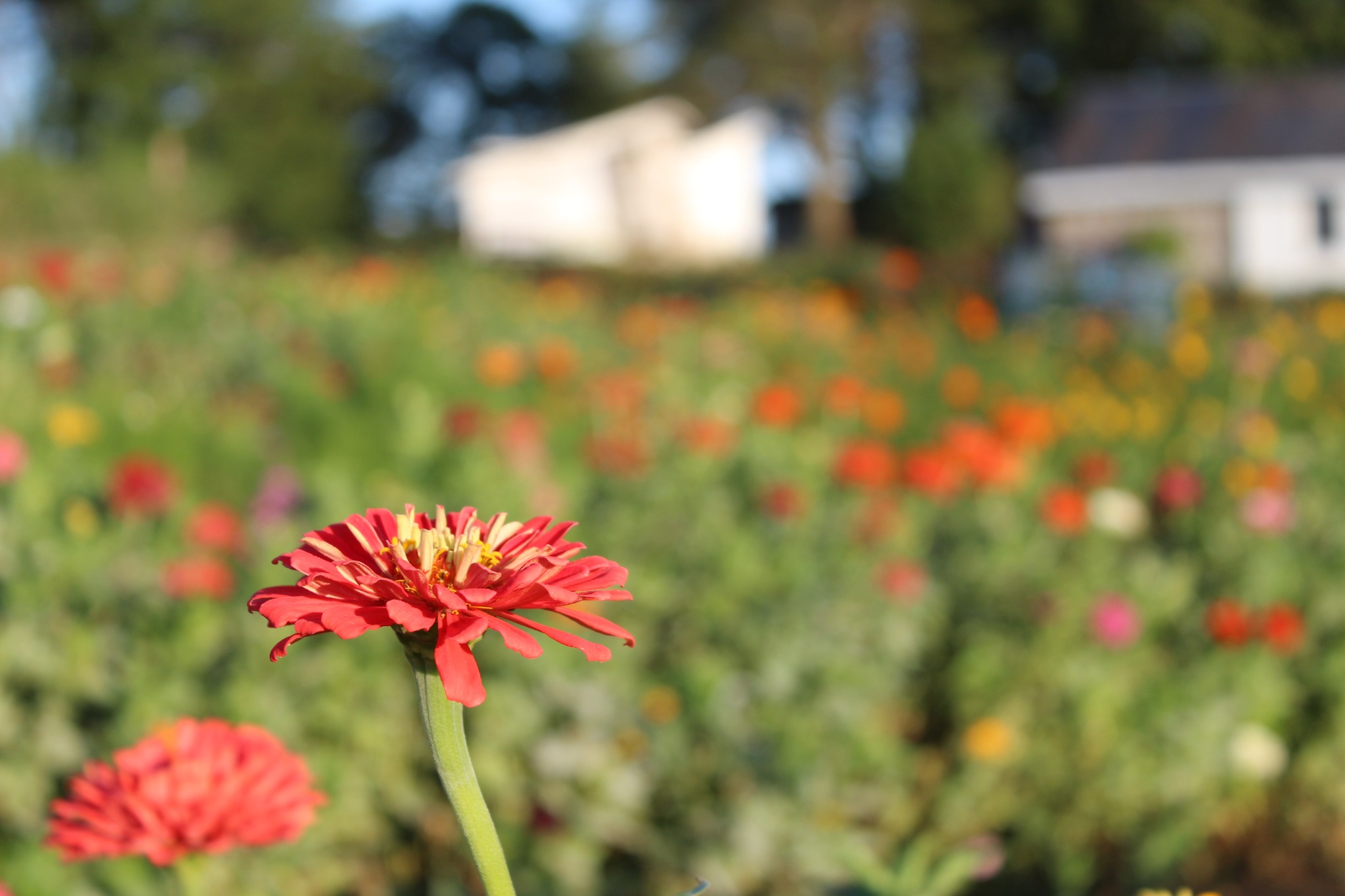 The Flower Patch | Airville PA