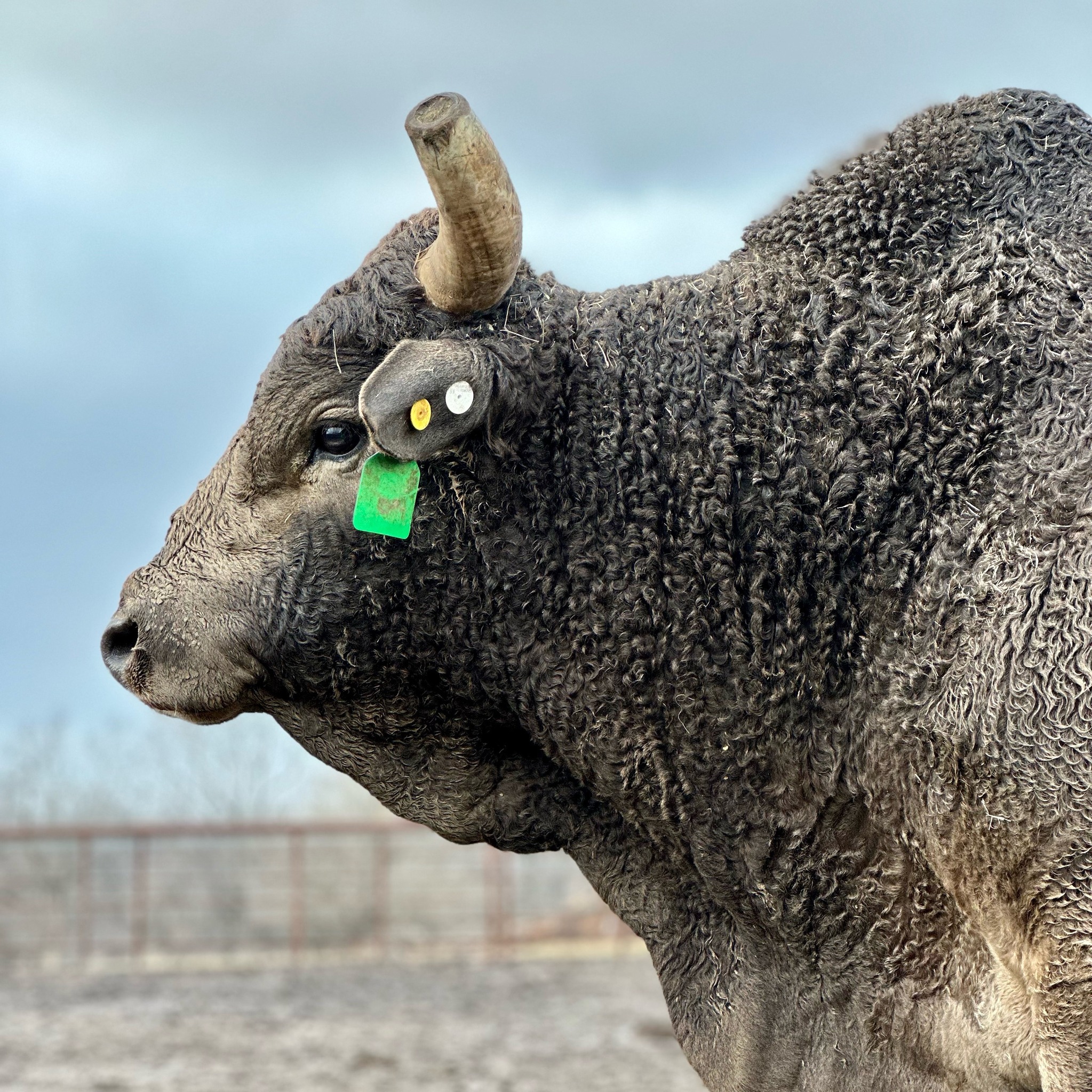 Forged Ranch