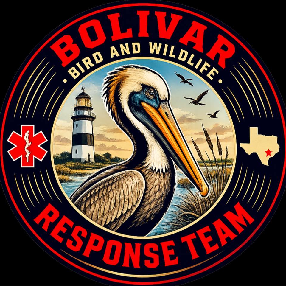 Recent reports... - Bolivar Bird and Wildlife Response Team | Facebook